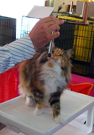 The cattery's cats at the Montevideo show, 2011