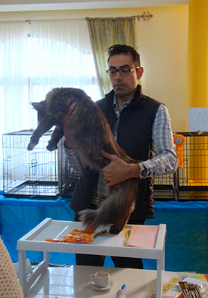 The cattery's cats at the Montevideo show, 2011