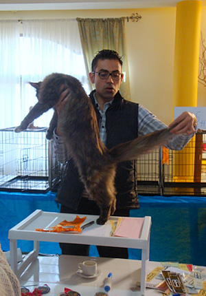 The cattery's cats at the Montevideo show, 2011