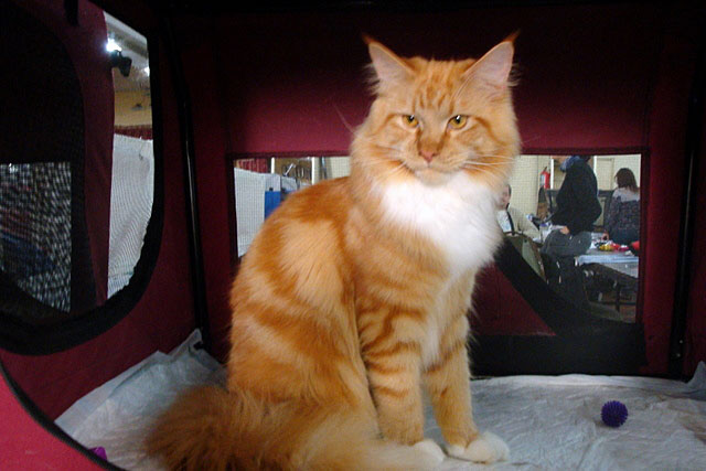 The cattery's cats at the Buenos Aires show, 2011