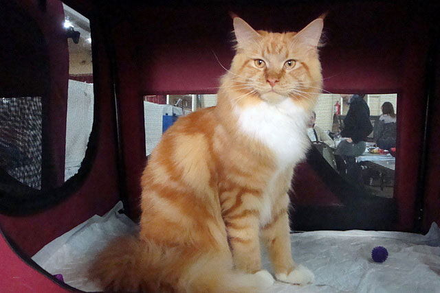 The cattery's cats at the Buenos Aires show, 2011
