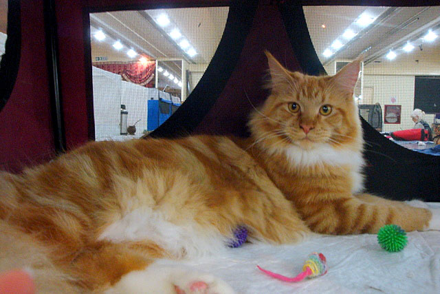 The cattery's cats at the Buenos Aires show, 2011
