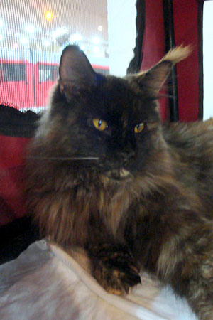 The cattery's cats at the Buenos Aires show, 2011
