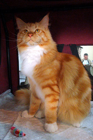 The cattery's cats at the Buenos Aires show, 2011