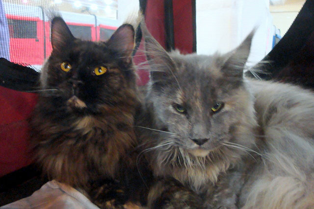 The cattery's cats at the Buenos Aires show, 2011