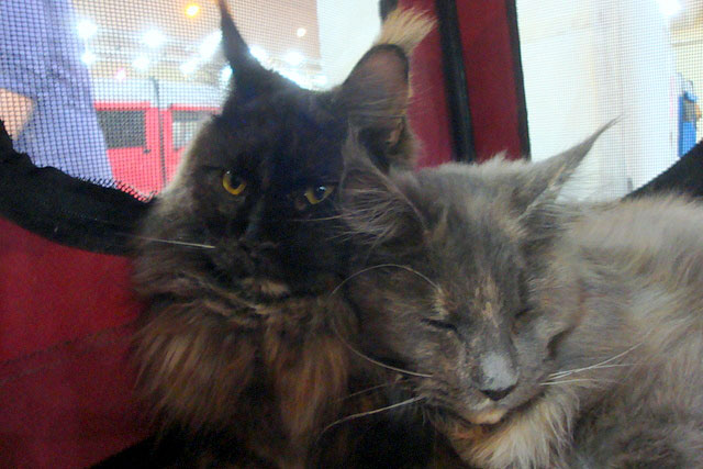 The cattery's cats at the Buenos Aires show, 2011