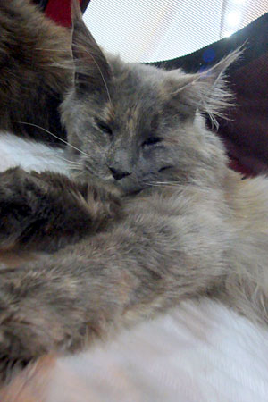 The cattery's cats at the Buenos Aires show, 2011