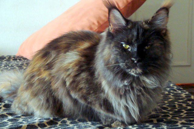 The cattery's cats at the Buenos Aires show, 2011