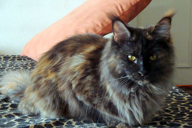 The cattery's cats at the Buenos Aires show, 2011