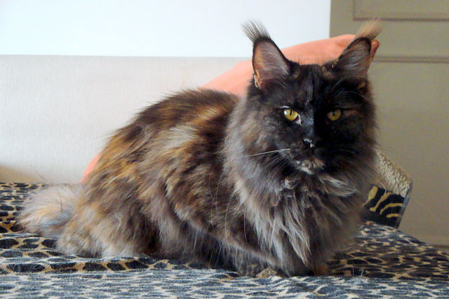 The cattery's cats at the Buenos Aires show, 2011