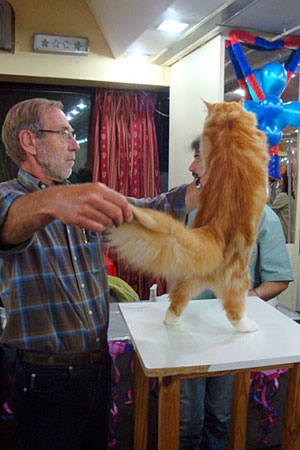 The cattery's cats at the Buenos Aires show, 2011
