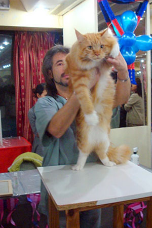 The cattery's cats at the Buenos Aires show, 2011
