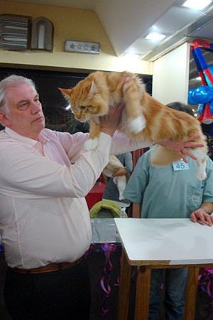 The cattery's cats at the Buenos Aires show, 2011