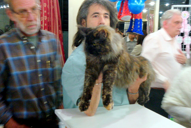 The cattery's cats at the Buenos Aires show, 2011