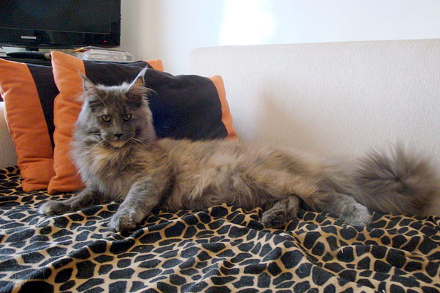 The cattery's cats at the Buenos Aires show, 2011