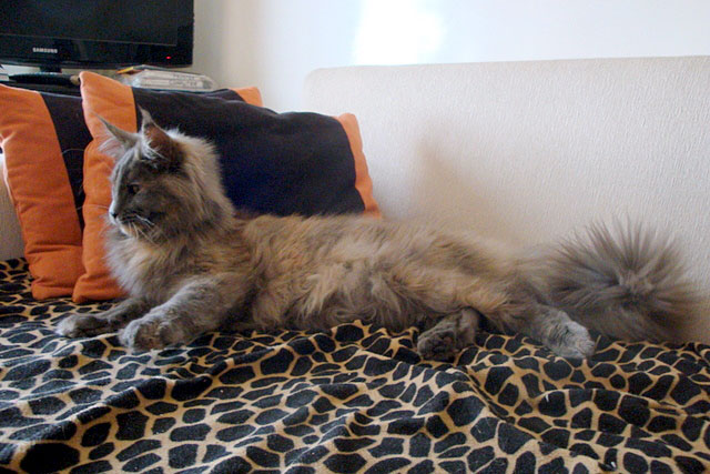 The cattery's cats at the Buenos Aires show, 2011