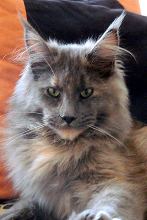 The cattery's cats at the Buenos Aires show, 2011