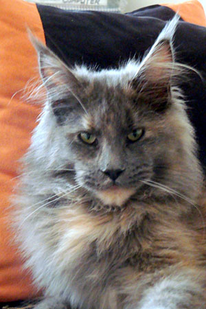 The cattery's cats at the Buenos Aires show, 2011