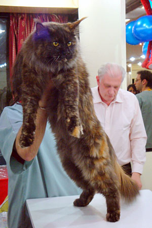 The cattery's cats at the Buenos Aires show, 2011