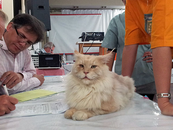 The cattery's cats at the Buenos Aires show, 2012