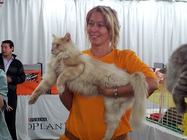 The cattery's cats at the Buenos Aires show, 2012