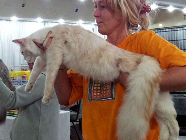 The cattery's cats at the Buenos Aires show, 2012