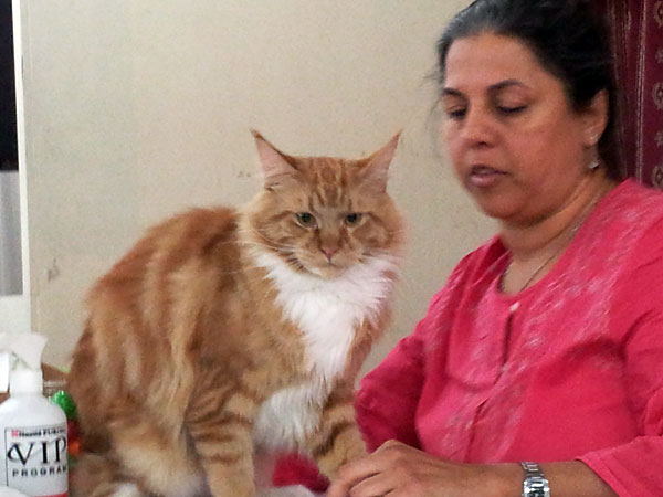 The cattery's cats at the Buenos Aires show, 2012