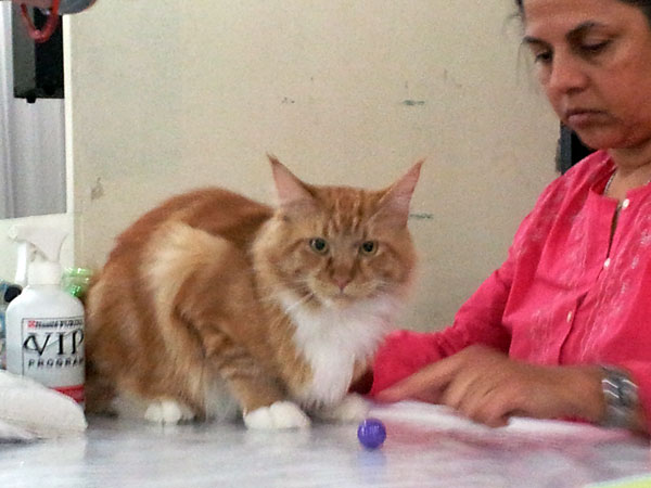 The cattery's cats at the Buenos Aires show, 2012