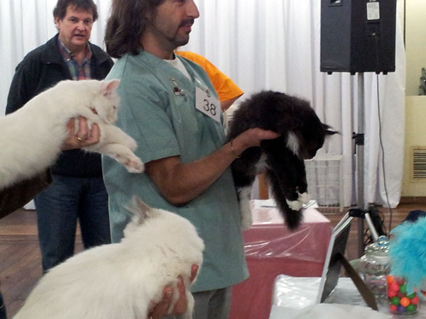 The cattery's cats at the Buenos Aires show, 2012
