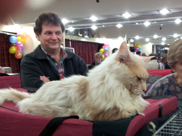 The cattery's cats at the Buenos Aires show, 2012