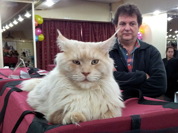 The cattery's cats at the Buenos Aires show, 2012