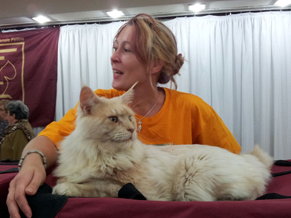 The cattery's cats at the Buenos Aires show, 2012