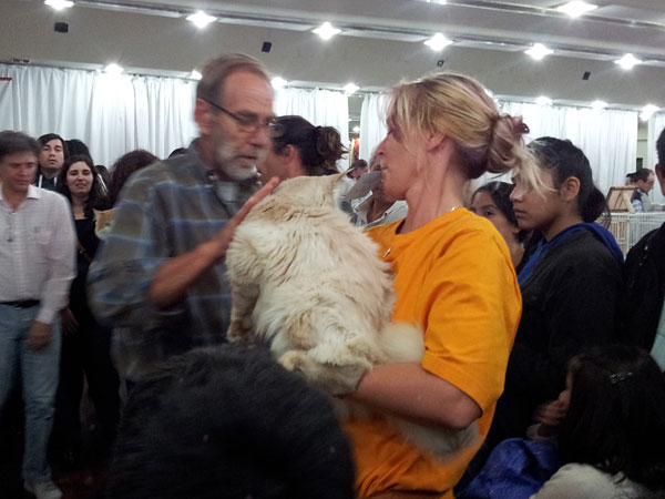 The cattery's cats at the Buenos Aires show, 2012