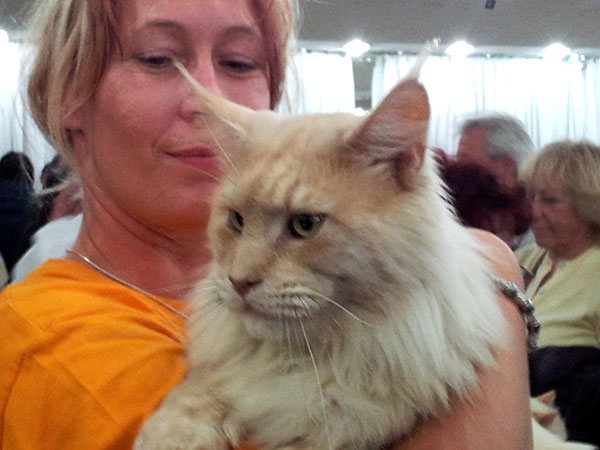 The cattery's cats at the Buenos Aires show, 2012