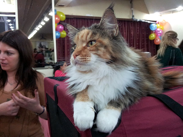 The cattery's cats at the Buenos Aires show, 2012
