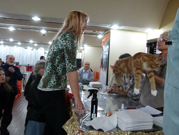 The cattery's cats at the Buenos Aires show, 2012