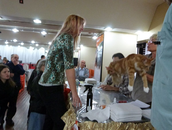 The cattery's cats at the Buenos Aires show, 2012