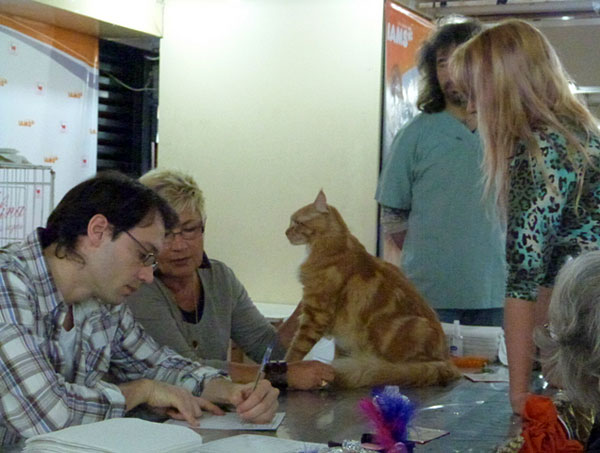 The cattery's cats at the Buenos Aires show, 2012