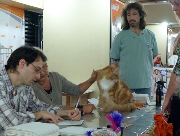 The cattery's cats at the Buenos Aires show, 2012
