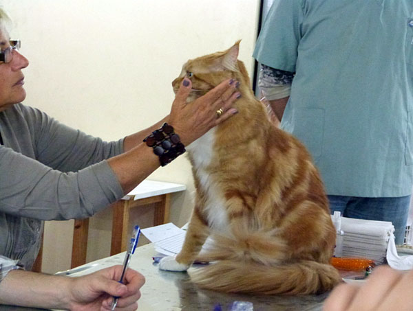 The cattery's cats at the Buenos Aires show, 2012