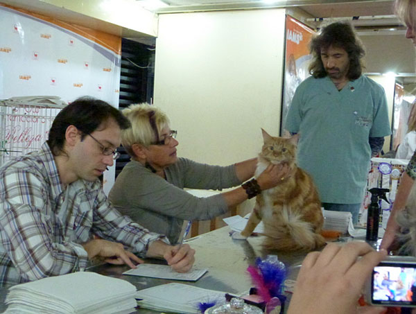 The cattery's cats at the Buenos Aires show, 2012