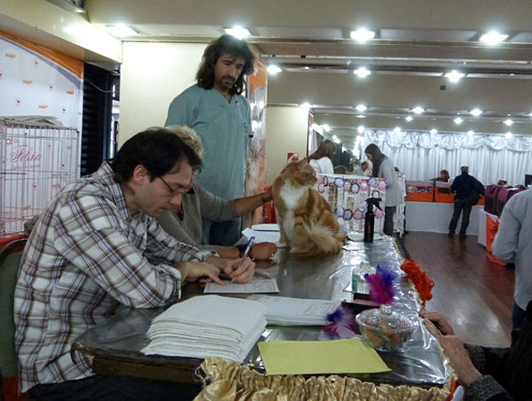 The cattery's cats at the Buenos Aires show, 2012