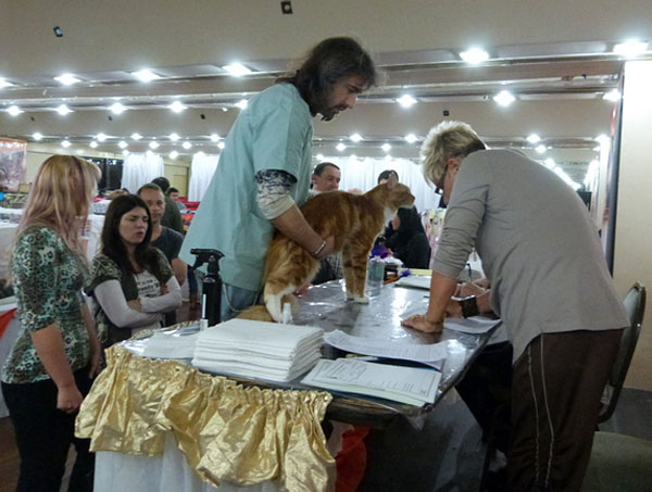 The cattery's cats at the Buenos Aires show, 2012