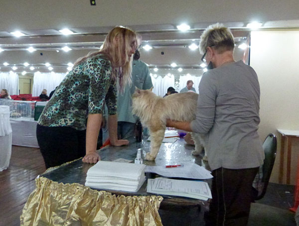 The cattery's cats at the Buenos Aires show, 2012