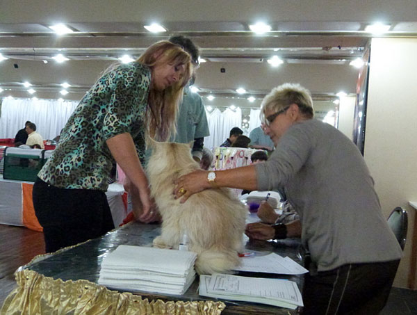 The cattery's cats at the Buenos Aires show, 2012