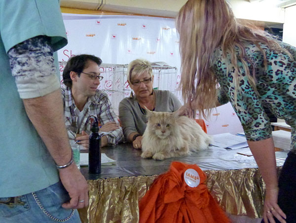 The cattery's cats at the Buenos Aires show, 2012