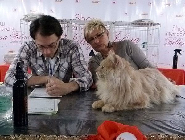 The cattery's cats at the Buenos Aires show, 2012