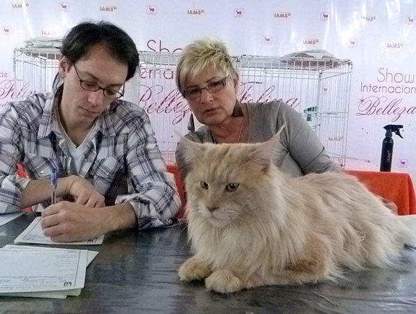 The cattery's cats at the Buenos Aires show, 2012