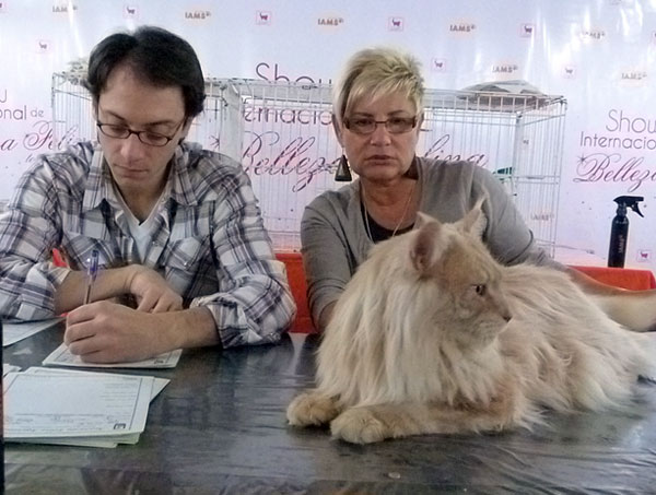 The cattery's cats at the Buenos Aires show, 2012