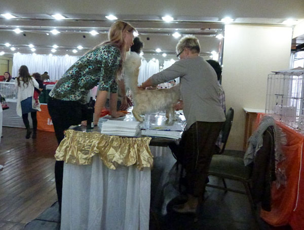 The cattery's cats at the Buenos Aires show, 2012